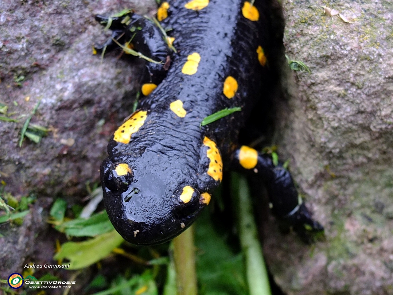 08 salamandra pezzata.jpg